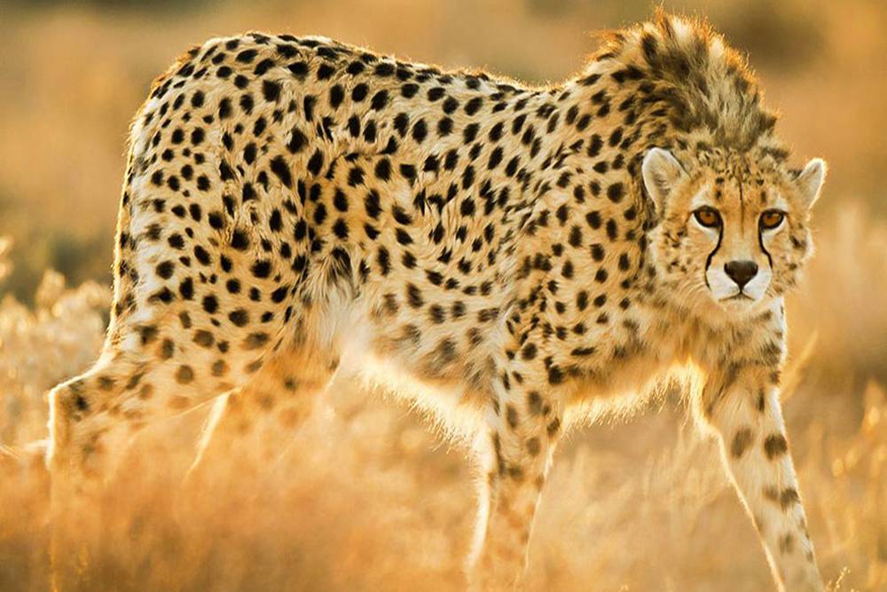 Semnan - Endengered Asiatic cheetah-Iranian Cheetah